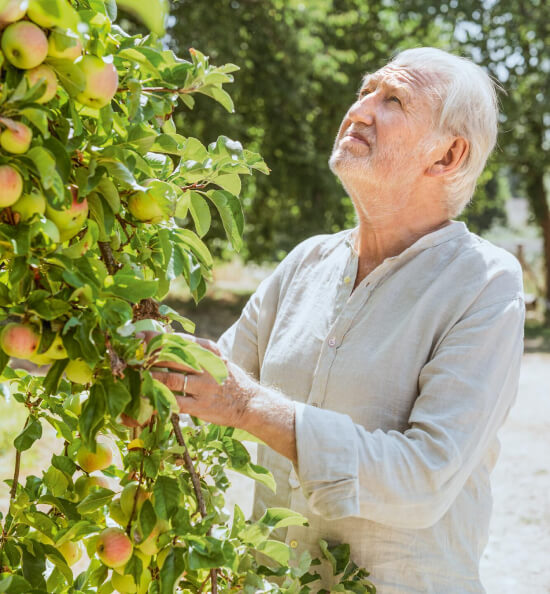 Chef Pierre Gagnaire vicino ad un albero di mele nel territorio normanno