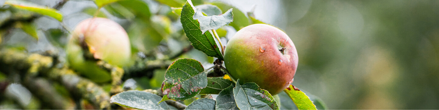 Banner Nature