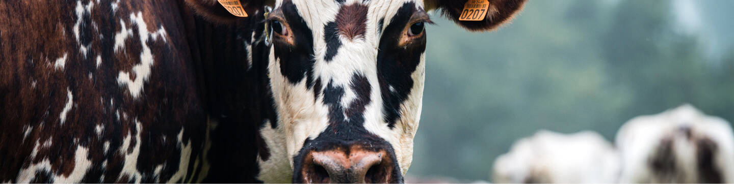 Banner Origin