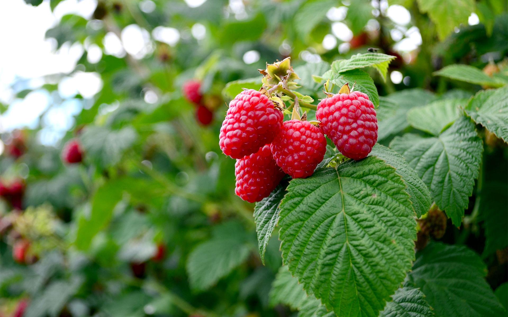 La framboise : tout savoir sur ce fruit star de l'été. - Elle & Vire