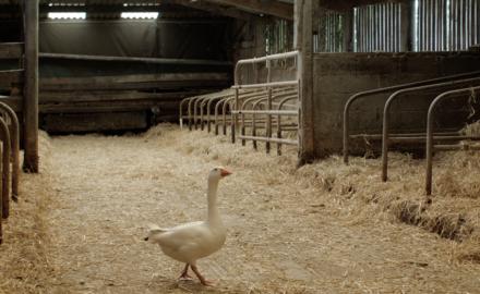 Mais où sont les vaches ?