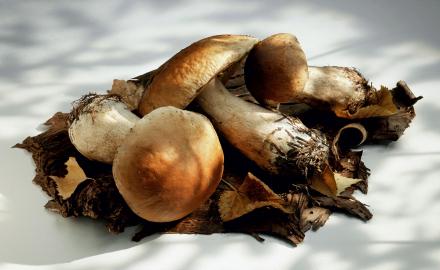 Cèpe, le roi des champignons