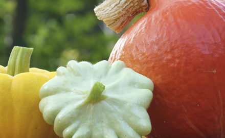 Des courges pas si courges !