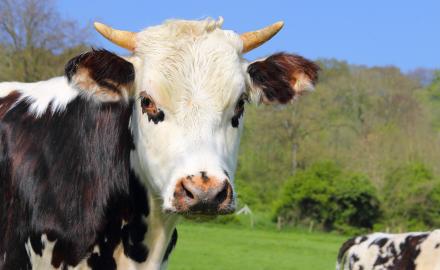 Les vaches normandes montent à Paris !