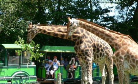 Un safari en Normandie ?!