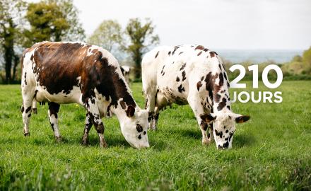 Il est l'heure pour les vaches laitières de retrouver le chemin des prés