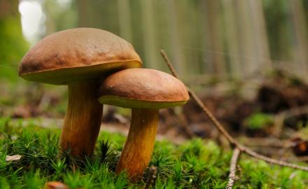 C’est la saison des champignons !