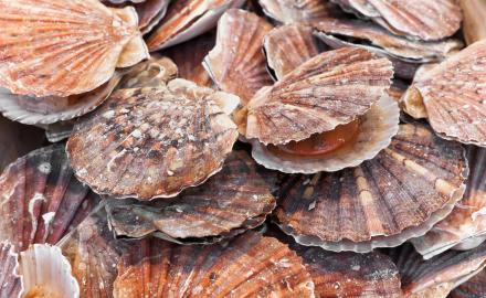 Les coquilles Saint-Jacques sont de retour !