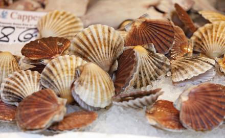 En Normandie, en novembre c’est la saison des coquilles Saint Jacques qui démarre !