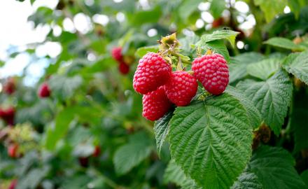 La framboise : tout savoir sur ce fruit star de l’été.