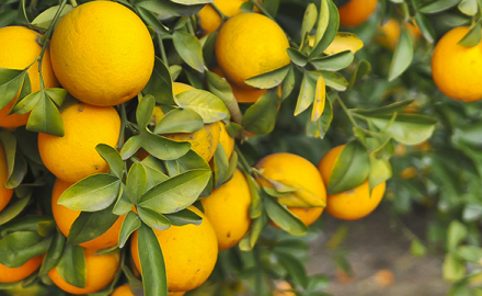 L'Orange : Un fruit du soleil sur toutes les tables, toute l’année !