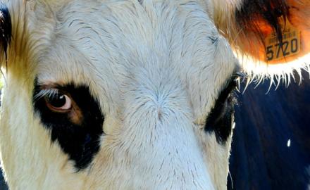 Salon de l’agriculture : le lait est à l’honneur !