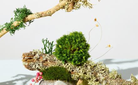Lichen, a trendy ingredient