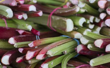 La rhubarbe revient sur nos marchés ... A ne pas rater !